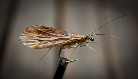 Halesus Tesselatus Realistic Caddis Fly Caddis Fly, Caddis Flies, Fly Fishing Flies Pattern, Bamboo Fly Rod, Fly Tying Patterns, Fishing Life, Fly Rods, Trout Fishing, Best Fishing