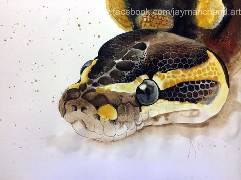 Python Drawing Snakes, Ball Python Head Drawing, Ball Python Painting, Ball Python Drawing Reference, Ball Python Drawing Sketch, Ball Python Sketch, Ball Python Drawing, Ball Python Art, Ball Python Tattoo