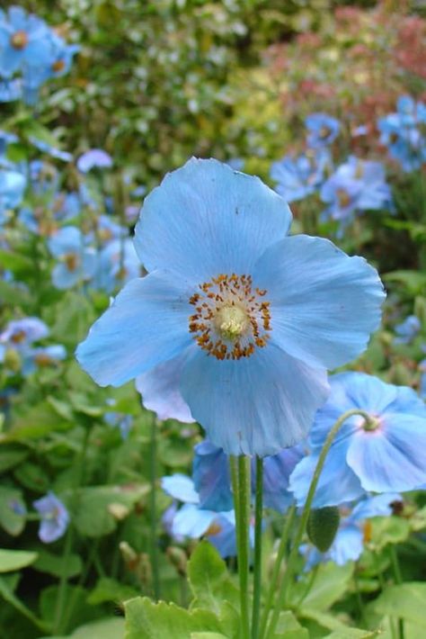 Himalayan Blue Poppies, Blue Himalayan Poppy, Himalayan Blue Poppy Flower, Poppy Growing, Blue Poppy Flower, Himalayan Poppy, Himalayan Blue Poppy, Poppy Photography, Floral Hair Wreath