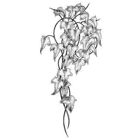 Ivy Neck Tattoo, Ivy Sketch, Ivy Tattoo Shoulder, Black And White Vine Tattoo, Poison Ivy Spine Tattoo, English Ivy Tattoo Arm, Ivy Tattoo Black And White, Poison Ivy Tattoo Ideas, Ivy Hip Tattoo