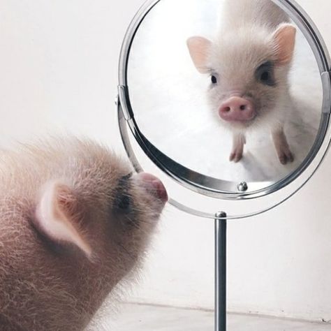 Do you smile when you look in the mirror? 😊 We want everyone to feel happy and confident in their own beauty. One Theory Life philosophy isn't just about how you feel on the outside, you should feel beautiful on the inside too. Ready to take on the world! Just like this little guy 🐷 Pet Pig, Puppies And Kittens, Cute Piglets, Clouded Leopard, Funny Pigs, Mini Pigs, Cute Piggies, Pet Pigs, Pig Lovers