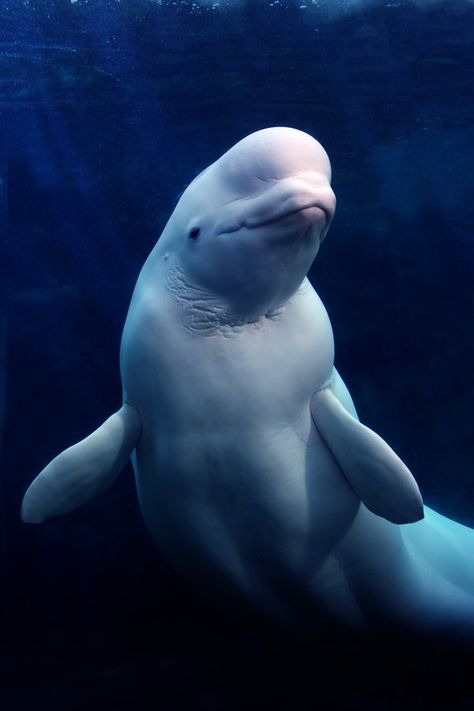 Baby Beluga, Beluga Whales, Breathtaking Photography, White Whale, Beluga Whale, Deep Blue Sea, Animal Projects, Under Water, Whale Watching