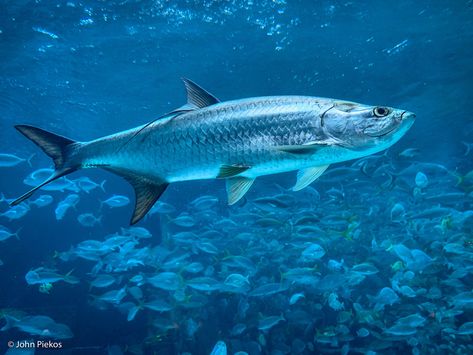 Fish Moodboard, Tarpon Fish, Mullet Fish, Atlantis Resort, Tarpon Fishing, Dreamy Ocean, Key West Vacations, Offshore Fishing, Fish Species