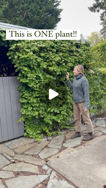 Climbing Hydrangea Fence, Climbing Hydrangea On House, Climbing Hydrangea Trellis, Climbing Hydrangea Vine, Hydrangea Vine, Climbing Hydrangea, Brick Exterior, Potting Bench, Corner House