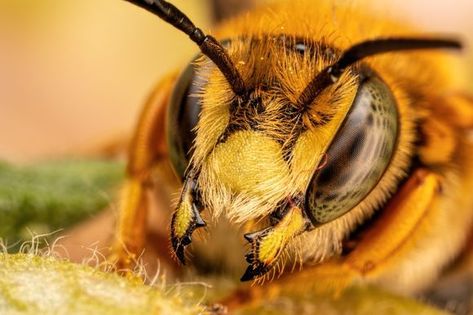 Bee Reference Photo, Wool Carder Bee, Bee Close Up Macro Photography, Solitary Bees, Bee Photo, Bees And Wasps, Shot Photo, Macro Lens, Bugs And Insects