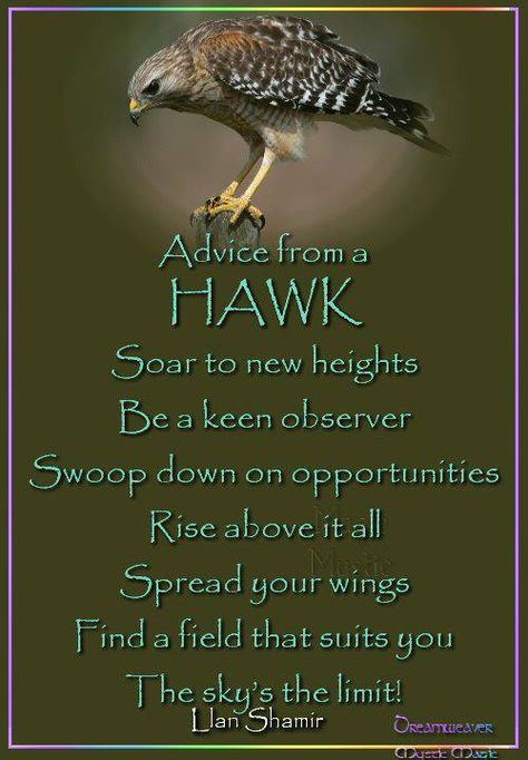 Advice from a HAWK Spirit Animal Quotes, Pagan Inspiration, Spirit Animal Meaning, Animal Spirit Guides, Healing Affirmations, Divine Healing, Advice Quotes, Nature Quotes, Animal Quotes