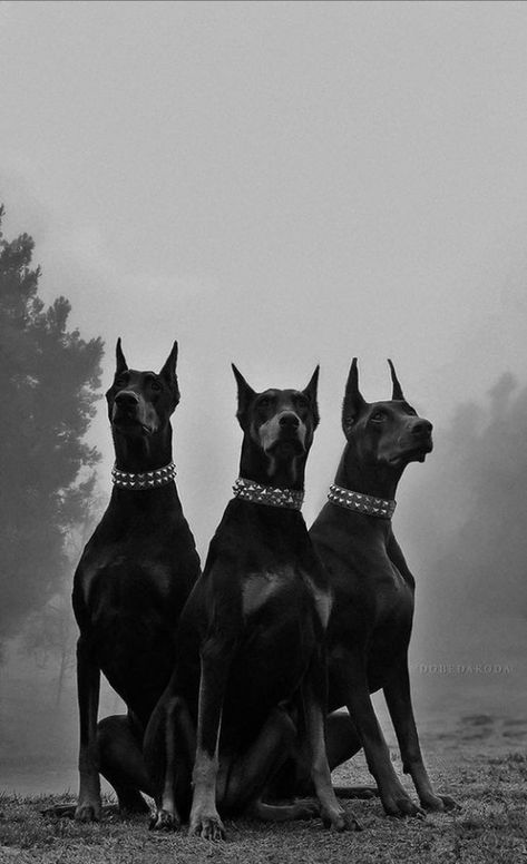 Hoo Aesthetic, Disney Mirrorverse, Dogs Doberman, Software Art, Scary Dogs, Sunset Sea, Trending Pins, Doberman, Aesthetic Wallpaper