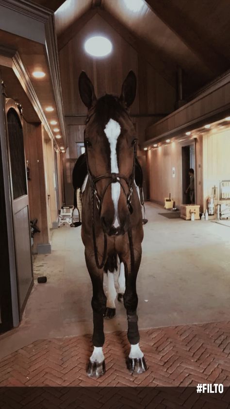 Horses Back Riding, Cai Arabi, Horsey Life, Horse Riding Aesthetic, Show Jumping Horses, Cai Sălbatici, Equestrian Aesthetic, Cute Horse Pictures, Rasy Koni