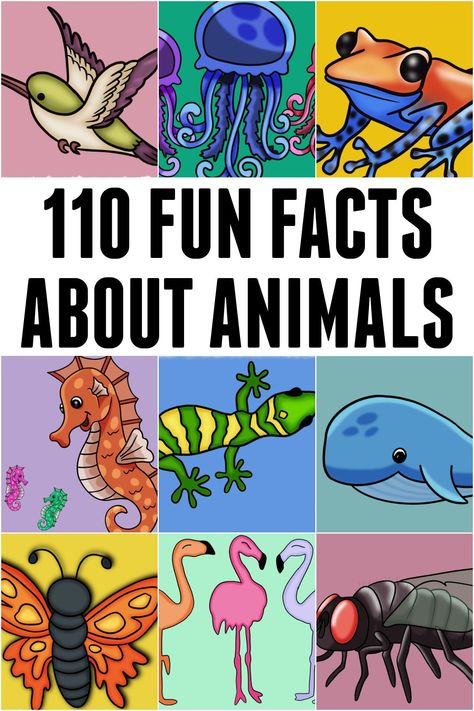 Discover a captivating collection of fun facts about animals that will leave you amazed and entertained. Amazing Facts About Animals, Weird Animal Facts, Animal Facts Interesting, Animal Facts For Kids, Facts About Animals, Blue Tongue Skink, Fun Facts For Kids, Howler Monkey, Fun Facts About Animals