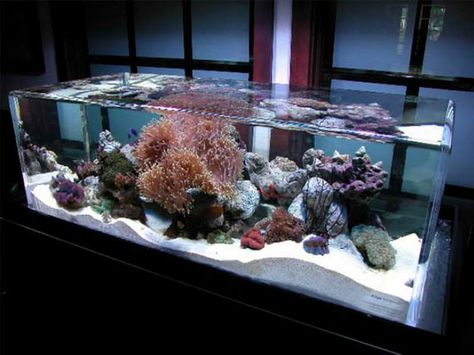 fish tank decor ideas with white sand x close Modern Fish Tank, Custom Aquarium, Acrylic Aquarium, Amazing Aquariums, Cool Fish Tanks, Saltwater Fish Tanks, Infinity Pools, Salt Water Fish, Cool Fish