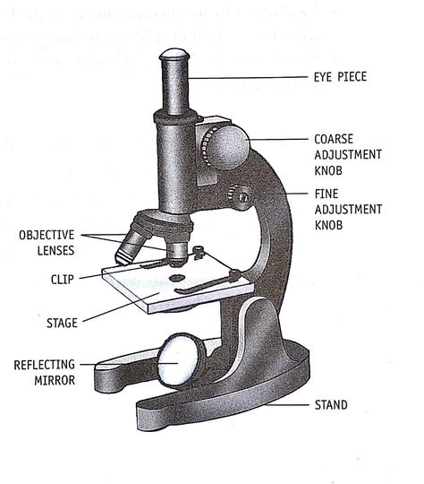 Microscope Microscope Drawing With Label, Microscope Drawing, Microscope Art, Biology Project, Biology Diagrams, Microscope Parts, Body Science, Human Body Science, Lab Ideas