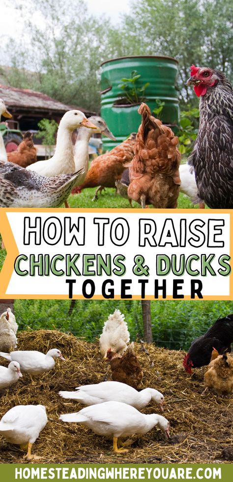 Ducks And Chickens Together, Ducks And Chickens, Chickens And Ducks, Duck Pens, Backyard Ducks, Farming Ideas, Duck Coop, Duck Farming, Raising Ducks