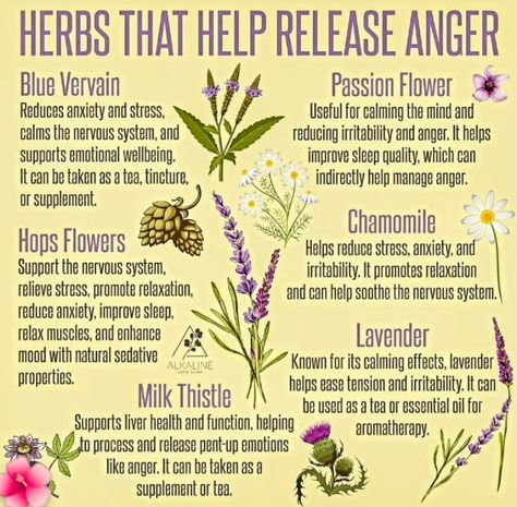 Blood Purifying Herbs, Diy Herbal Remedies, Herbal Medicine Recipes, Herbal Education, Herbal Remedies Recipes, Medical Herbs, Medicinal Herbs Garden, Magical Herbs, Herbal Recipes