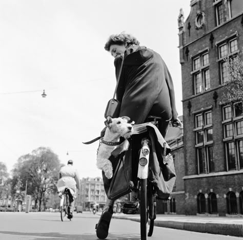 Wirehaired Fox Terrier, Happy National Dog Day, Fox Terriers, Wire Fox Terrier, Appaloosa, Fox Terrier, Vintage Dog, Quarter Horse, Jack Russell Terrier