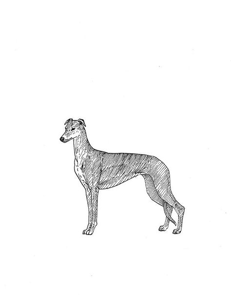 greyhound Whippet Tattoo, Greyhound Running, Animal Psychology, Greyhound Tattoo, Shape Shifter, Print Ideas, Lino Print, Whippet, Cc Logo