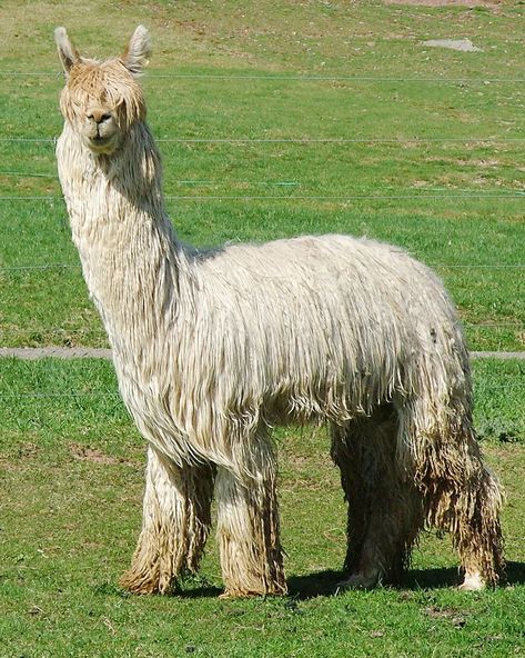 Alpaca Farm, Stunning Nature, Suri Alpaca, Animal Pics, Pics Art, Genetic, Astronomy, Animal Pictures, Alpaca