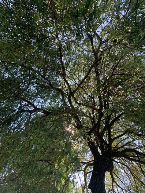 sunny day, lying under a tree, swimming Tree Aesthetic, Under A Tree, Fairy Tree, House In Nature, City House, Sunny Day, Nature Travel, A Tree, Sunny Days