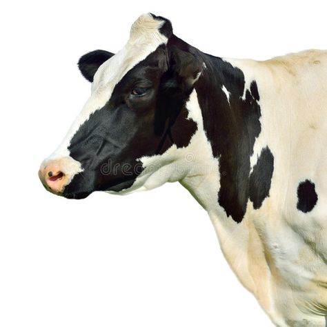 Cow isolated on white. Holstein cow isolated on white #Sponsored , #Sponsored, #Sponsored, #isolated, #Holstein, #white, #Cow Cow Side Profile, Holstein Cow, Holstein Cows, Watercolor Lettering, Cow Head, White Cow, White Stock, Wedding Logos, Side Profile