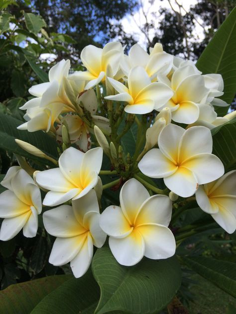 Flor de Mayo Leilani Flower, Ideas Around Trees, Sampaguita Flower, Spanish Flowers, Bloom Tattoo, Herbal Plants, Edging Ideas, Beautiful Flowers Photos, Garden Aesthetic