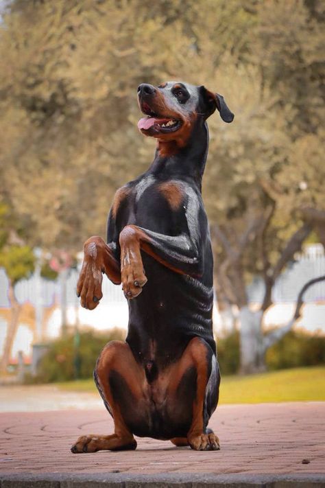 Zeus, Halloween, skeleton, dog skeleton, dober, doberman, dog model Doberman Skeleton, Skeleton Dog, Skeleton Model, Doberman Dog, Dog Model, Dog Skeleton, Dog Modeling, Halloween Skeleton, Doberman