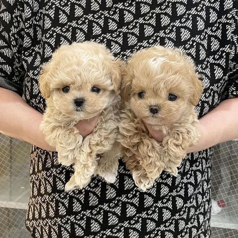 Toy Poodle Puppies For Sale near me in USA Toy Poodle Puppies For Sale Near Me, Tea Cup Puppies, Bichon Poodle Mix, Teacup Poodles For Sale, Toy Poodles For Sale, Big Dogs Breeds, Malti Poo, Biggest Dog In The World, Puppies Teacup