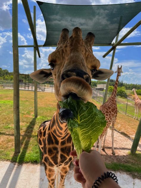 giraffe animals lettuce safari aesthetic tiktok cute inspiration nails nature Zoo Animals Aesthetic, Safari Astetic, Animal Vision Board, Safari Kenya Aesthetic, Girafe Aesthetic, Africa Vacation Aesthetic, South Africa Travel Aesthetic, Giraffes Aesthetic, Zoo Aesthetic Date