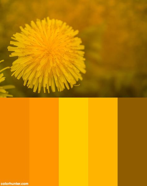 Dandelion+In+Yellow+Color+Scheme Dandelion Color Palette, Dandelion Pictures, Portfolio Moodboard, Dandelion Color, Website Moodboard, Yellow Color Scheme, Yellow Dandelion, Yellow Color Palette, Dandelion Yellow