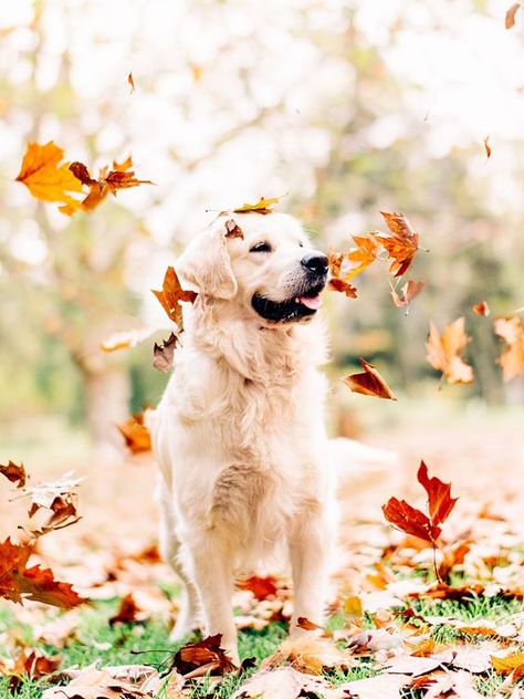 When Andrew Fales got word that a nearby breeder was going to euthanize an otherwise healthy Golden Retriever puppy from a recent litter just because the pup is blind, Fales knew he had to do something. Golden Retriever Mix, Dog Photoshoot, Quote Motivation, Fall Dog, Retriever Puppy, Dog Photography, Funny Cartoon, Training Your Dog, Training Tips