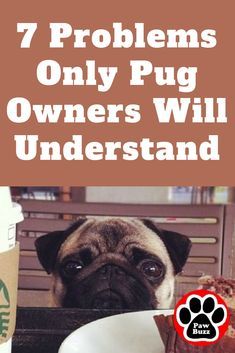 If you own a pug, this one's for you.😊 Baby Pugs, Nature, Pug Facts, Best Puppy Food, Puppy Ideas, Puppy Time, Dog Spay, Pugs And Kisses, Dog Things