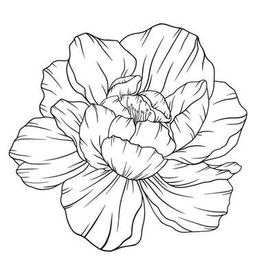 Peony Outline Isolated, Line Art Peonies, Floral Line art, Botanical Line drawing 5231052 Vector Art at Vecteezy Peony Outline, Stencil Drawings, Line Art Projects, Line Art Botanical, Peony Drawing, Flower Line Art, Botanical Line Drawing, Painted Wallpaper, Floral Line Art