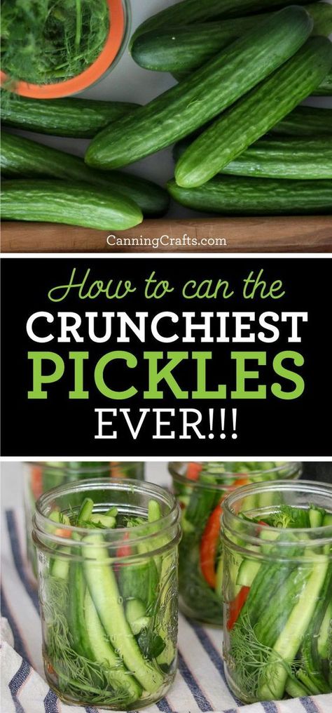 Canning Crispy Dill Pickles, Mixed Pickles Canning Recipes, How To Can Dill Pickles, Dill Pickle Recipe With Fresh Dill, Water Bath Dill Pickles, Sweet Dill Pickle Recipe Canning, English Cucumber Recipes Canning, Sliced Dill Pickles Canning, Crisp Dill Pickle Canning Recipe