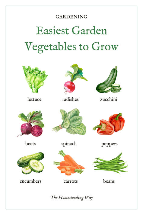 Easiest Garden Vegetables to Grow for Beginners Basic Vegetable Garden, Beginners Guide To Gardening, Easiest Food To Grow, How To Plant Vegetables For Beginners, Beginner Gardening Vegetables, How To Start A Garden For Beginners, Beginner Garden Layout, Vegetable Garden Beginner, Garden Vegetables To Grow