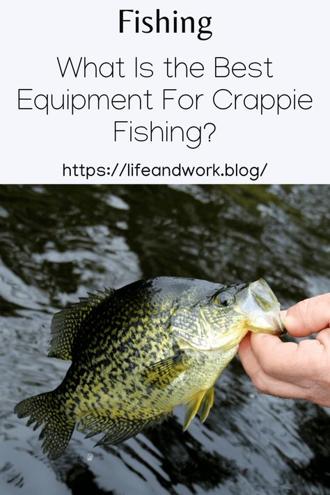 What Is the Best Equipment For Crappie Fishing? Crappie Lures, Crappie Bait, Fishing Worms, Crappie Fishing Tips, Lake Texoma, Crappie Jigs, Fish Bites, Fishing Store, Tackle Shop