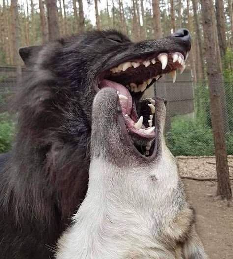 Animal Reference, Bad Dog, Pretty Animals, Dog Teeth, Animal References, Wolf Dog, Art Refs, Photo Reference, Reference Photos