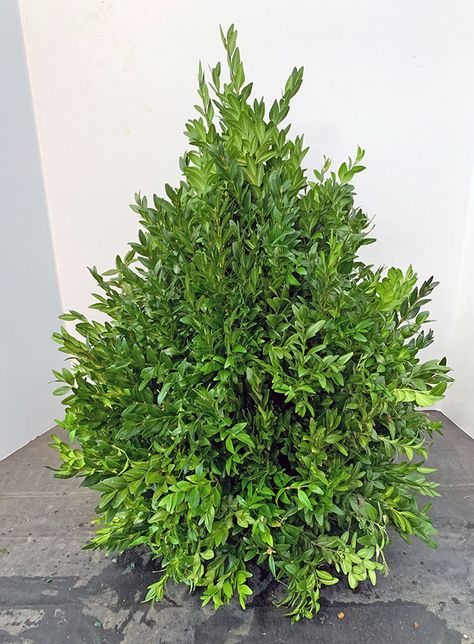 Here is a tutorial for making boxwood trees in Oasis. Boxwood Trees Christmas, Boxwood Christmas Tree, Christmas Boxwood, Boxwood Tree, Christmas Motifs, Tree Centerpieces, Flower Business, Blog Pictures, Garden Quilt