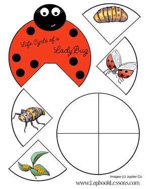 De levenscyclus van een lieveheersbeestje / Ciclo de la mariquita Life Cycles Preschool, Ladybug Life Cycle, Lapbook Ideas, Lap Book Templates, Life Cycle Craft, Life Cycles Activities, Lap Book, Insects Theme, Ladybug Crafts