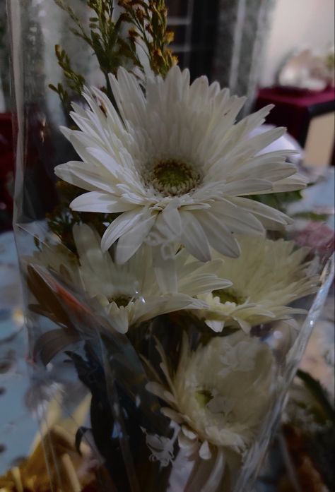 Transvaal Daisy, Common Flowers, Money Aesthetic, My Mother, Be Proud, She Said, Daisy Flower, Daisy, Room Decor