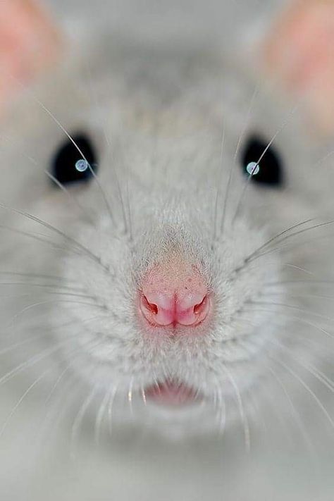 Rattus Rattus, Fancy Rat, Cute Rats, Pet Rats, Cute Mouse, Appaloosa, Quarter Horse, Hamsters, Sweet Animals