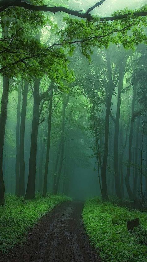 Fanta Sea wallpaper time - Imgur Foggy Forest, Forest Path, Misty Forest, Forest Wallpaper, Dirt Road, Tree Forest, Wildlife Nature, Bratislava, Green Trees