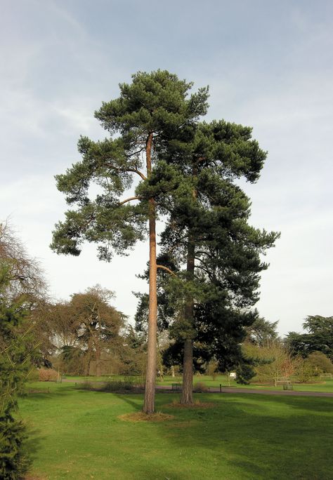 Inanimate Nature, Cloud Pruning, Trees Photos, Officine Gullo, Winter Anniversary, Pinus Sylvestris, Pine Tree Art, Nature Reference, Eastern White Pine