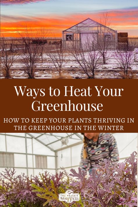 Ways to Heat Your Greenhouse in the Winter Homesteading In Winter, Winter Proof Greenhouse, How To Heat A Greenhouse For Free, Cold Climate Greenhouse, Heat Greenhouse No Electricity, Heating Greenhouse, Heated Greenhouse, Greenhouse Heating Ideas, Heating A Greenhouse Without Electricity