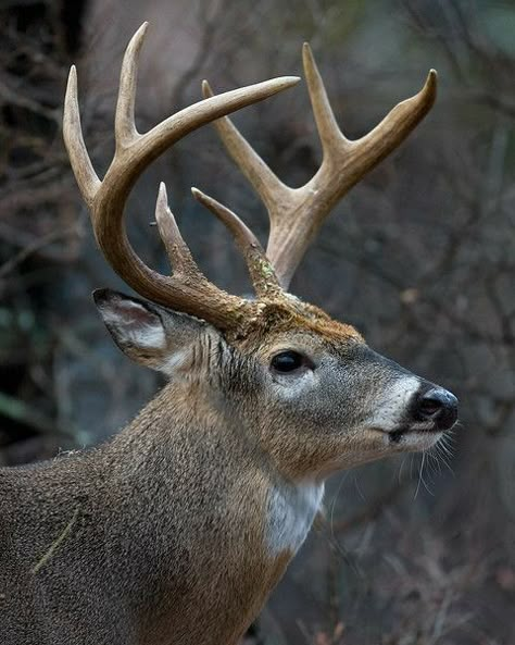 Whitetail Deer Photography, Whitetail Deer Pictures, Deer Decal, Deer Photography, Deer Wallpaper, Big Deer, Deer Hunting Tips, Deer Photos, Deer Pictures