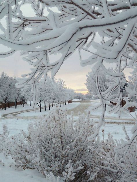 A gray day is sometimes a beautiful day--lots colors of nature here-white,black, gray, yellow, blue tan, beige and all those in between Winter Schnee, Winter Szenen, Snow Covered Trees, Winter Photos, Winter Love, Airbrush Art, Winter Magic, Winter Scenery, Winter Beauty