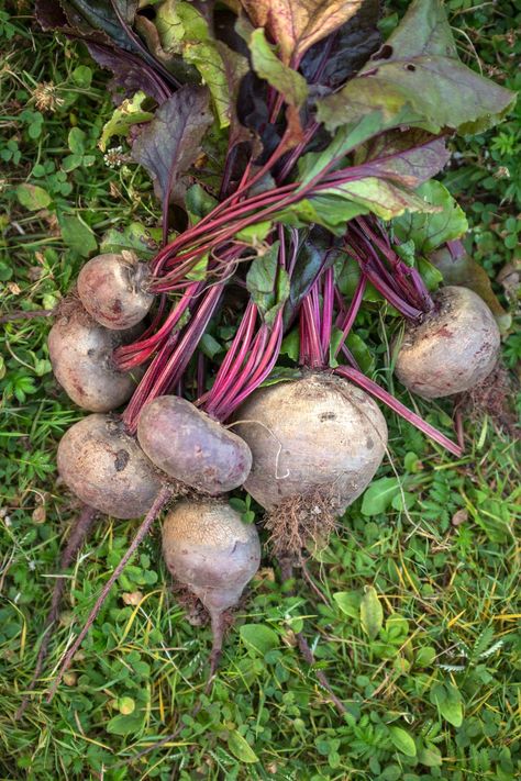 Root vegetable guide beets Growing Onions, Carrots Potatoes, Winter Crops, Beet Root, Celery Root, Thanksgiving Stuffing, Root Vegetable, Food Network Magazine, Growing Seeds