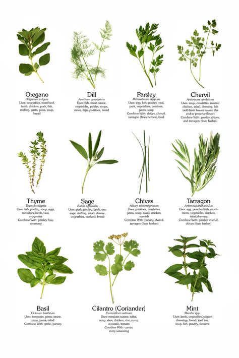 Culinary herb poster you can purchase for your kitchen - complete with tips for using and pairing herbs.  Fun! #culinaryherbs #herbs #cooking Garden Types, Herbs Medicinal, Kebun Herbal, Plants Kitchen, Tanaman Indoor, Tanaman Pot, Medicinal Garden, Kitchen Herbs, Culinary Herbs