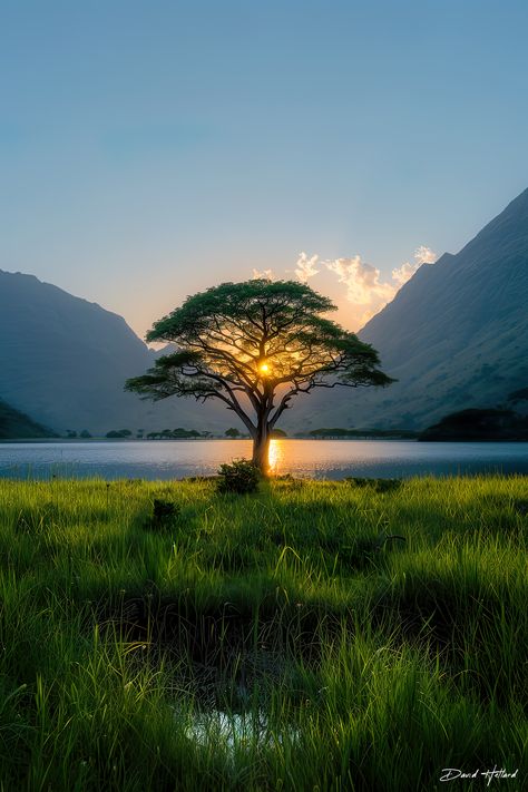 Light Shinning Through Trees, Sun Shining Through Trees, Dawn Photography Morning Light, Nature Sunrise, Sunrise Mountain, Beacon Of Hope, Golden Glow, On The Horizon, Landscape Nature