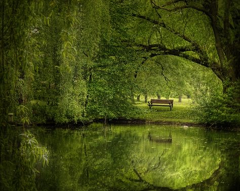 Wouldn't you just love to sit on that bench all day?  #photography #green Another Green World, Montreal Botanical Garden, Brian Eno, Weeping Willow Tree, Weeping Willow, Willow Tree, Green Space, Nature Aesthetic, Pretty Places