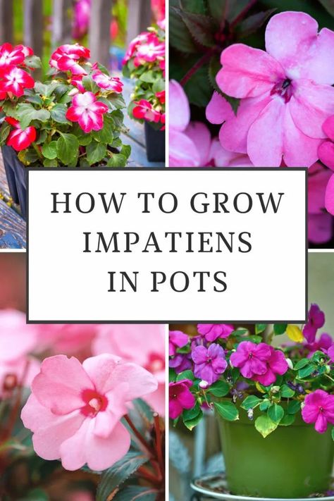 Few garden plants are as versatile as impatiens plants. They come in a wide variety of colors, and new varieties have been developed that will even thrive in full sun. They are no longer just plants for shade or partial shade! I’ve been growing impatiens in pots for many years, and I’d like to share with you all my top tips so that your pots are the envy of everyone visiting your garden. Impatiens In Pots, Impatients Flowers, Impatiens Flowers, Plants For Shade, Impatiens Plant, Container Flowers, Garden Care, Shade Plants, Growing Herbs