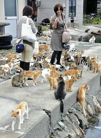 Cat Island Japan, Cat Island, Lots Of Cats, Cat People, Cat Person, Cat Room, Fukuoka, 귀여운 동물, Guinness