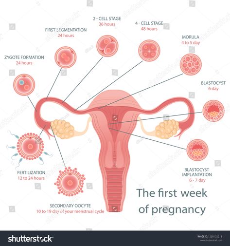 Stages of development of fertile cells. Stages of fetal development. Diagram of folliculogenesis. Educational Medical Information on Cell Division. Vector illustration.fetal#Diagram#folliculogenesis#cells Stages Of Fetal Development, Stages Of Development, Cell Division, Fetal Development, Bestest Friend Quotes, Bestest Friend, Friend Quotes, Medical Information, Special Promotion